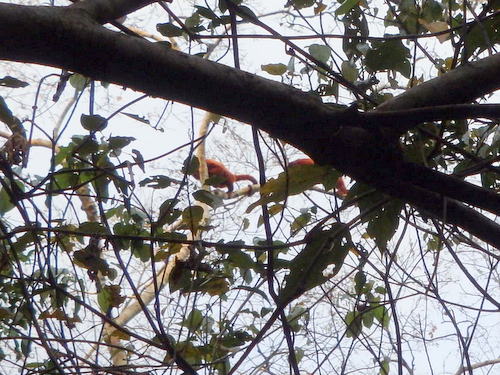 A Monkey Troop moved through the trees.